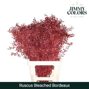 Ruscus Bleached Italy L70 Bordeaux
