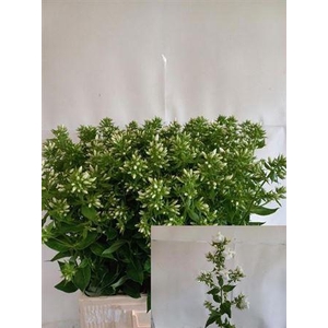 Phlox P Mag Snowdrpz
