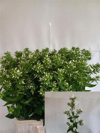 <h4>Phlox P Mag Snowdrpz</h4>