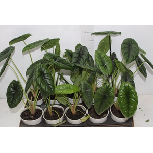 ALOCASIA PUNCAK BORNEENSIS P12