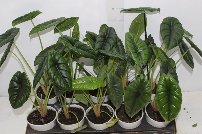 <h4>ALOCASIA PUNCAK BORNEENSIS P12</h4>