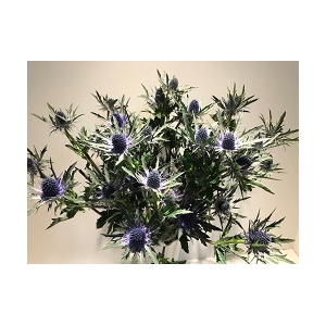 Eryngium Aquirius