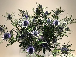 Eryngium Aquirius
