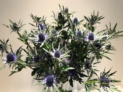 Eryngium Magmetar