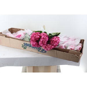 Hydr Rose Bonbon Sel Box