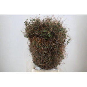 Euph Spinoza Long 500gr P Bunch