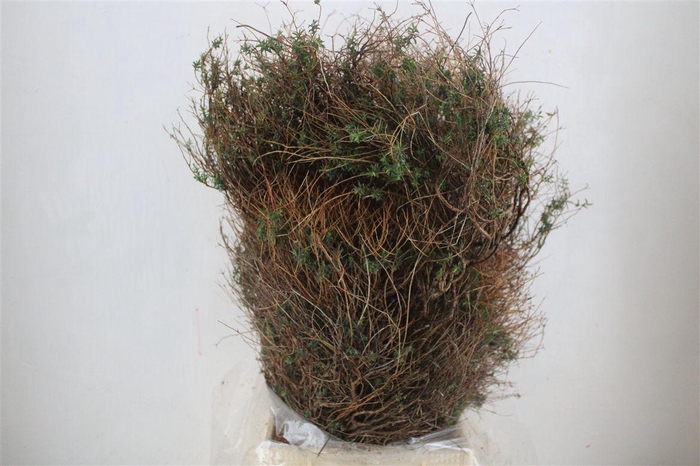 <h4>Euph Spinoza Long 500gr P Bunch</h4>