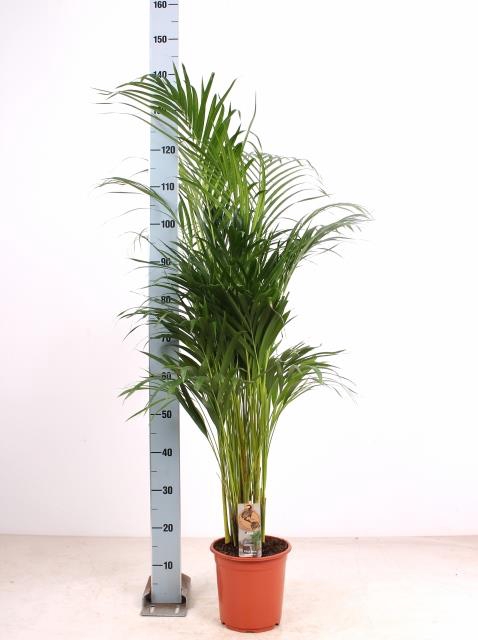 <h4>DYPSIS LUTESCENS</h4>