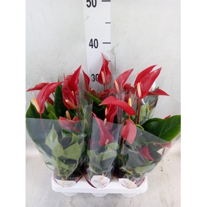 Anthurium  'Banderola Roja'