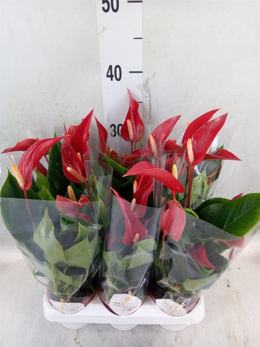 <h4>Anthurium  'Banderola Roja'</h4>