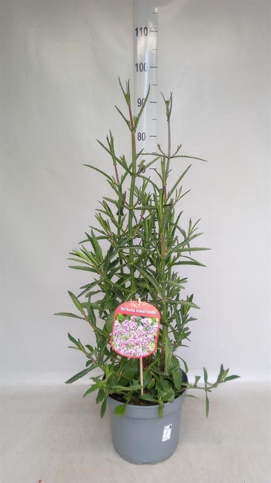 <h4>Verbena bonariensis</h4>