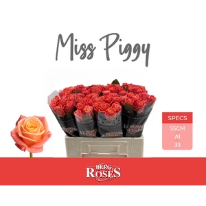Rozen R GR Miss Piggy