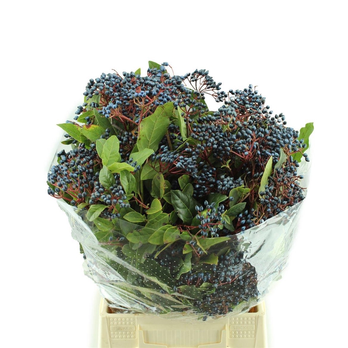 <h4>Viburnum Staalbes</h4>