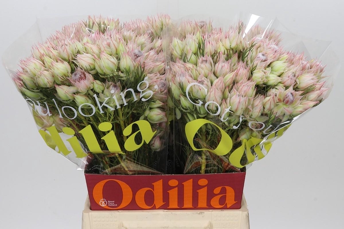 <h4>Blushing Bride Bridal Pink</h4>