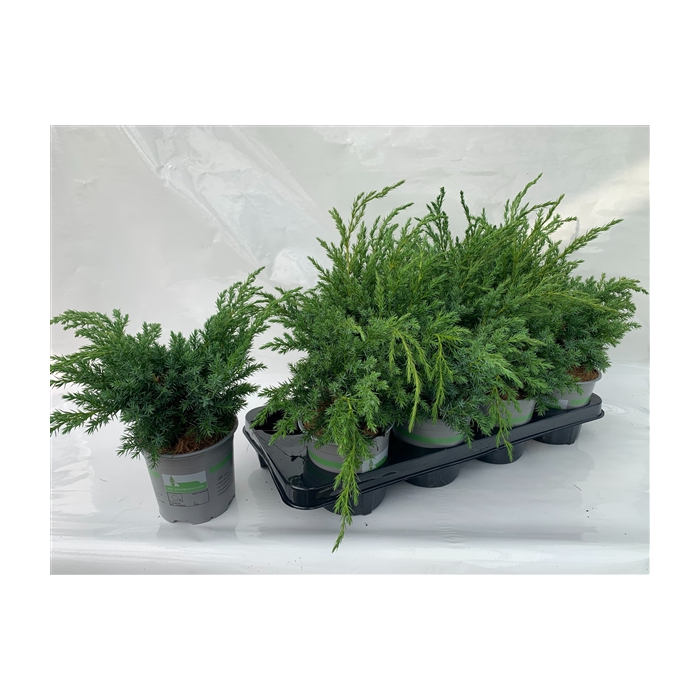 <h4>JUNIPERUS SQUAMATA BLUE SWEDE</h4>