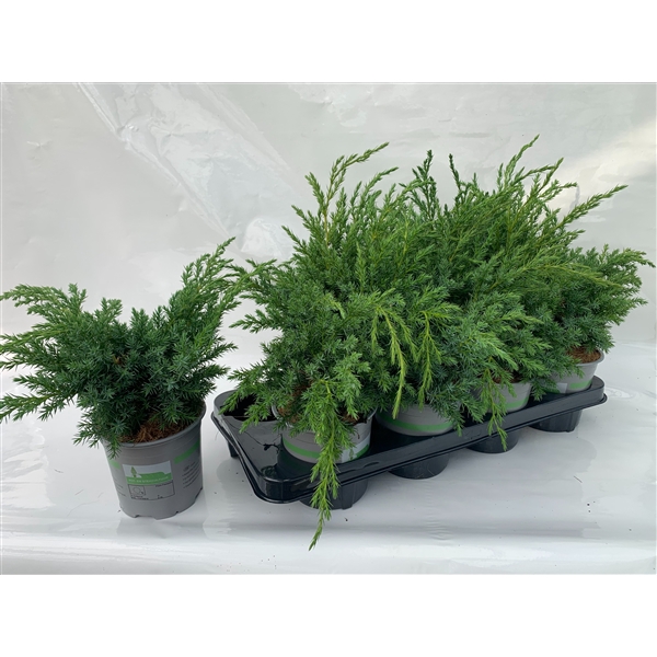 JUNIPERUS SQUAMATA BLUE SWEDE