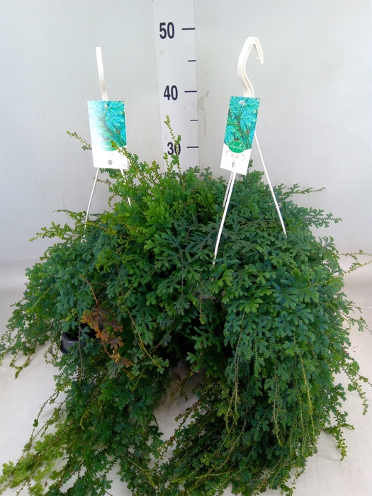 <h4>Selaginella uncinata 'Peacock'</h4>