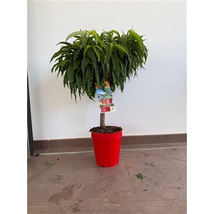 Fruitgoed Nectarine