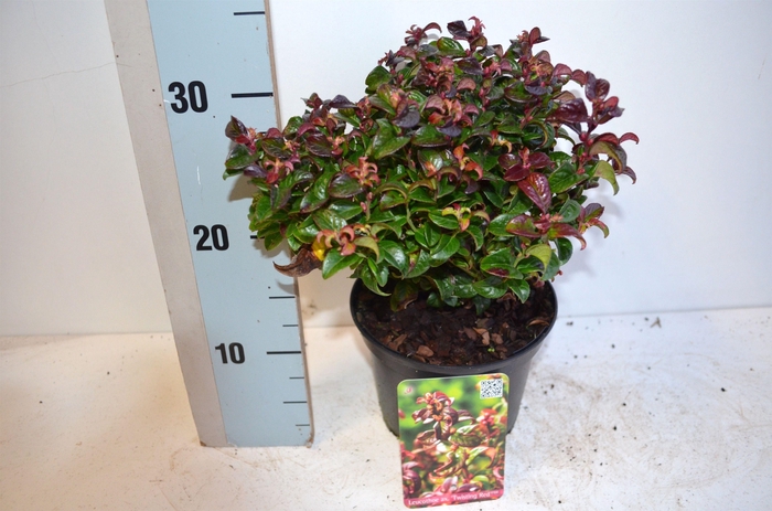 Leucothoe axillaris Twisting Red