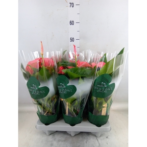 Anthurium andr. 'Melito'