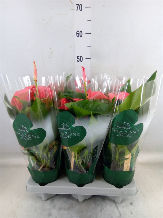 <h4>Anthurium andr. 'Melito'</h4>