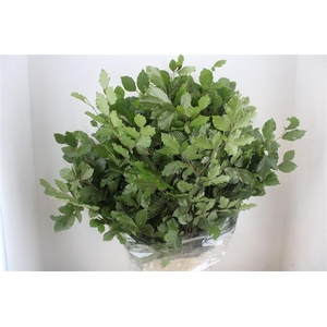Beuk Naturel P Bunch
