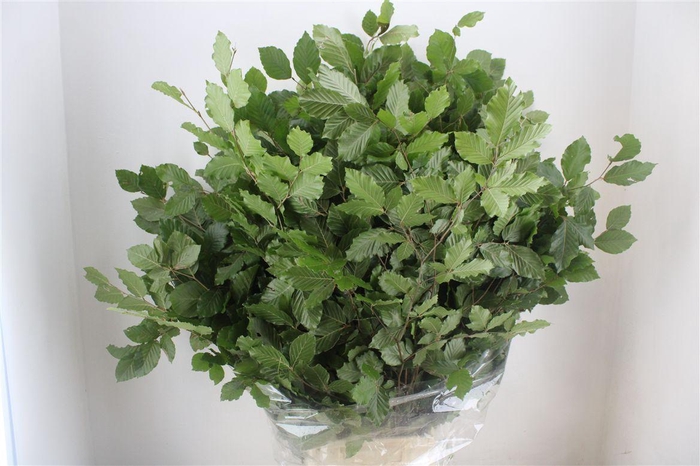 <h4>Beuk Naturel P Bunch</h4>