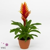 Vriesea 'El Dorado' geel