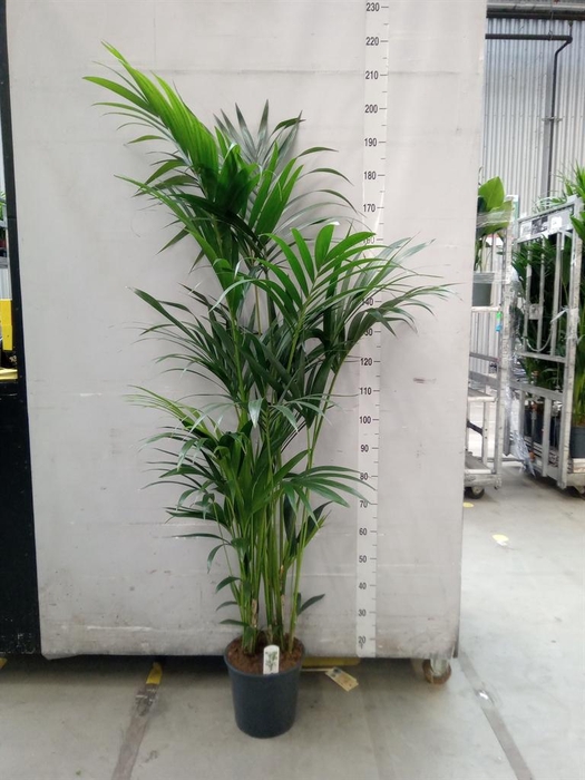 <h4>Howea forsteriana</h4>