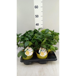 Citrus meyeri 'Meyer'