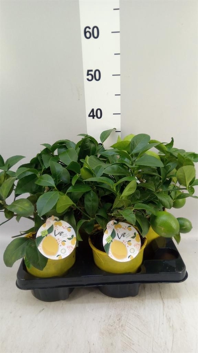 <h4>Citrus meyeri 'Meyer'</h4>