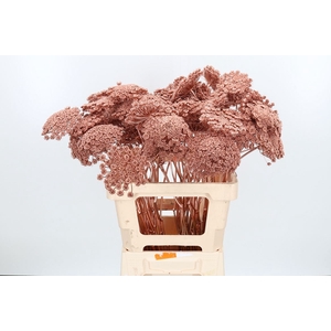 Ammi Zaad Kl Bh Koper