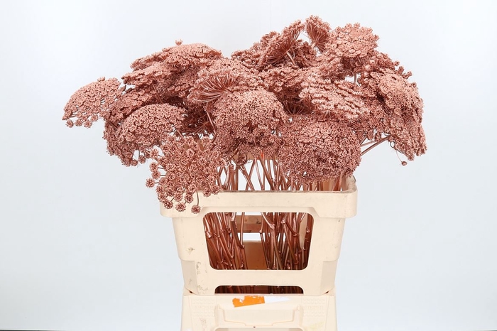 <h4>Ammi Zaad Kl Bh Koper</h4>