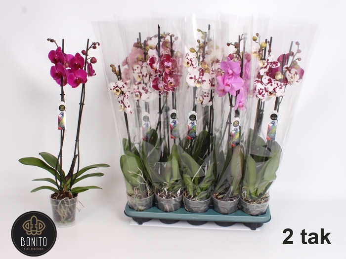 <h4>PHAL GEM 5 KL</h4>