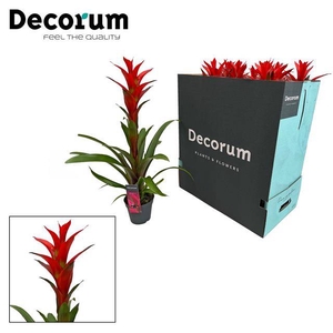 Guzmania Ostara 13Ø 65cm