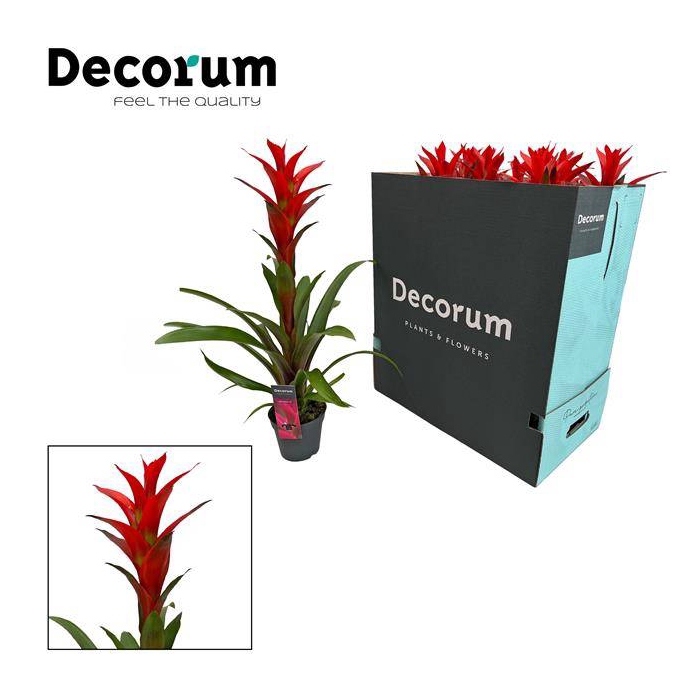 <h4>Guzmania Ostara 13Ø 65cm</h4>