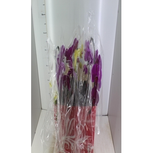 PHALAENOPSIS CASCATA ESPECIAL P15 MIN 8 FLS