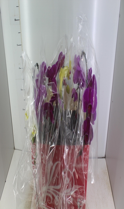 <h4>PHALAENOPSIS CASCATA ESPECIAL P15 MIN 8 FLS</h4>