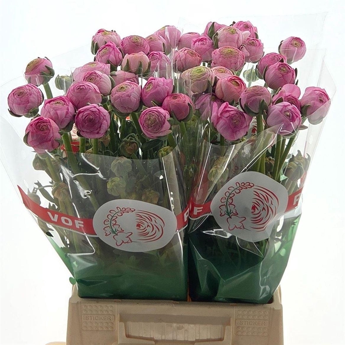 <h4>Ran Aazur Light Pink</h4>