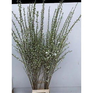 Prunus Gland Vertakt