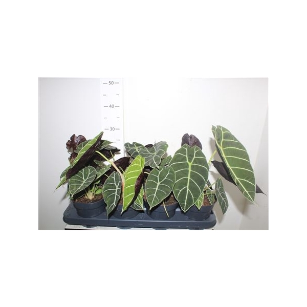 <h4>Aloc Longiloba Watsoniana New Srt!!!</h4>