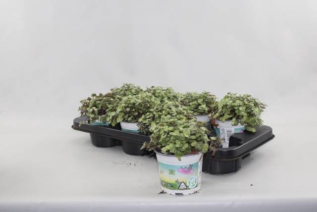 <h4>CALLISIA REPENS</h4>