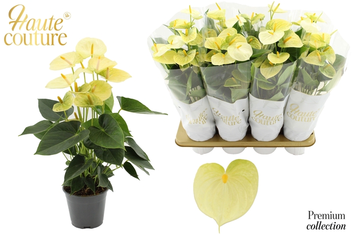 Anthurium 14 cm Vanilla in Haute Couture sleeve