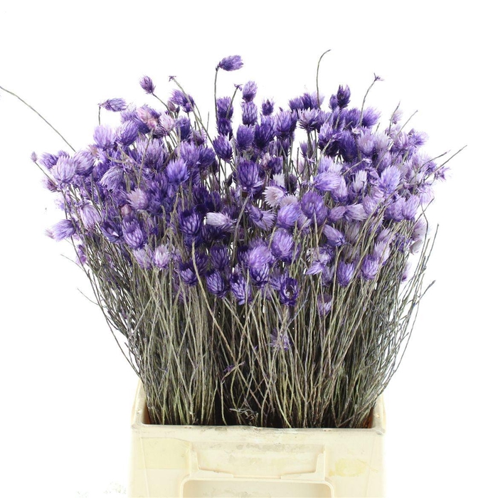 <h4>SNIJBLOEMEN KLB H%</h4>
