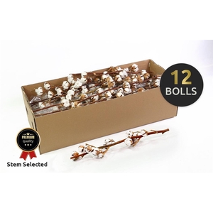 Dried Gossypium (katoen) 12 Bal