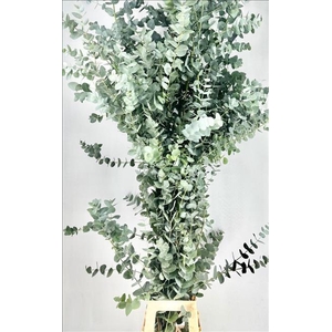 Euc. Cinerea (Per Stem)