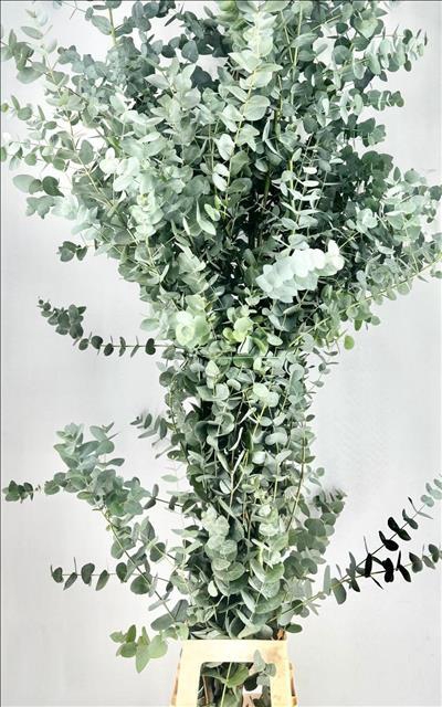 <h4>Euc. Cinerea (Per Stem)</h4>