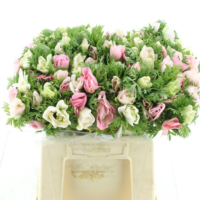 <h4>Anem Mistral Sr Light Pink Super Xl</h4>