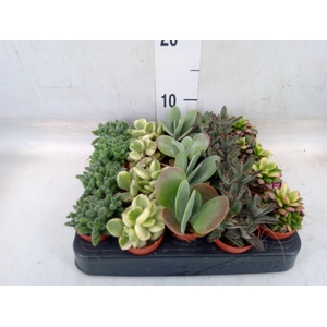 Succulents   ...