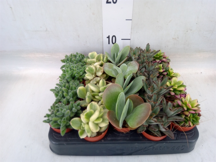 <h4>Succulents   ...</h4>